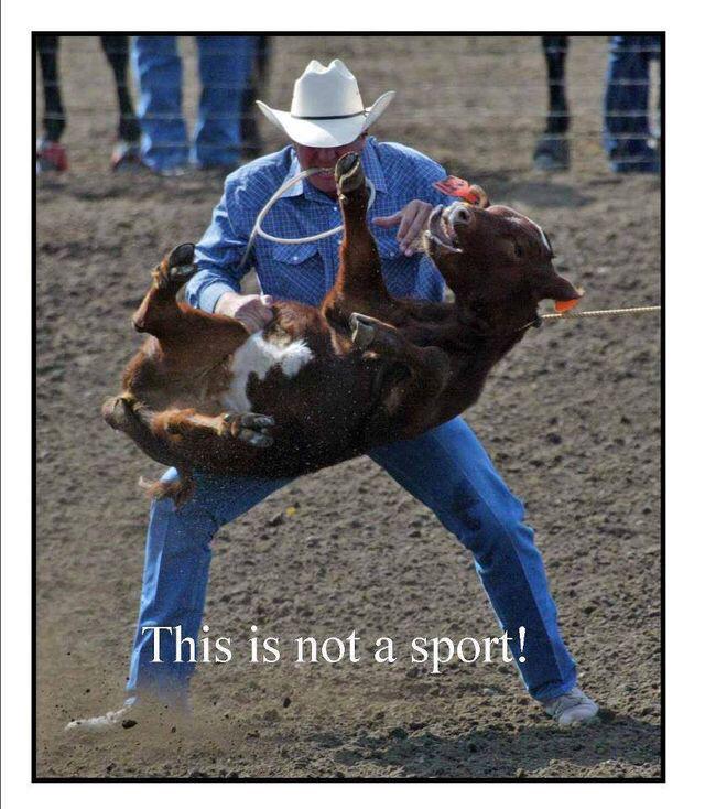 polkadot_daisy's tweet photo. Look how big and strong he is! Abusing a baby 😢 #farm365 #LiesEveryoneTells #lies #cruelty #macho #LookAtMe http://t.co/OPa5xW1yb4