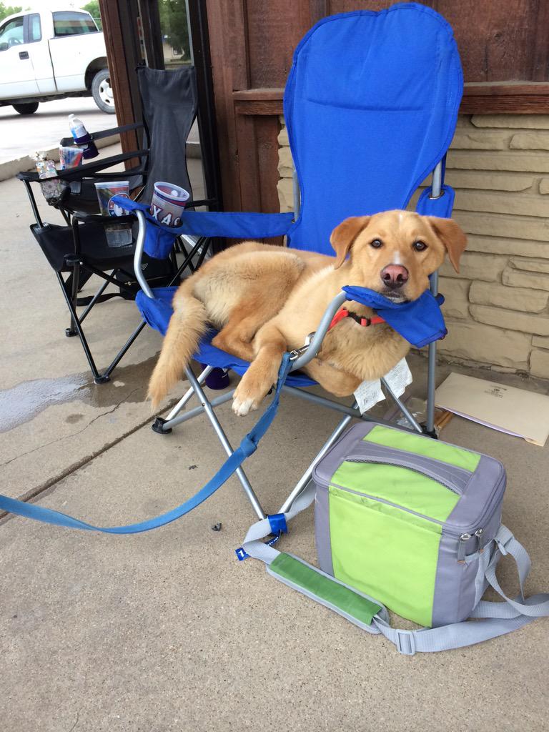 NinjaPawsRescue's tweet photo. Still waiting for a home 😇💜 #yellowdogsrule #adoptdontshop http://t.co/JGK5luyWFU
