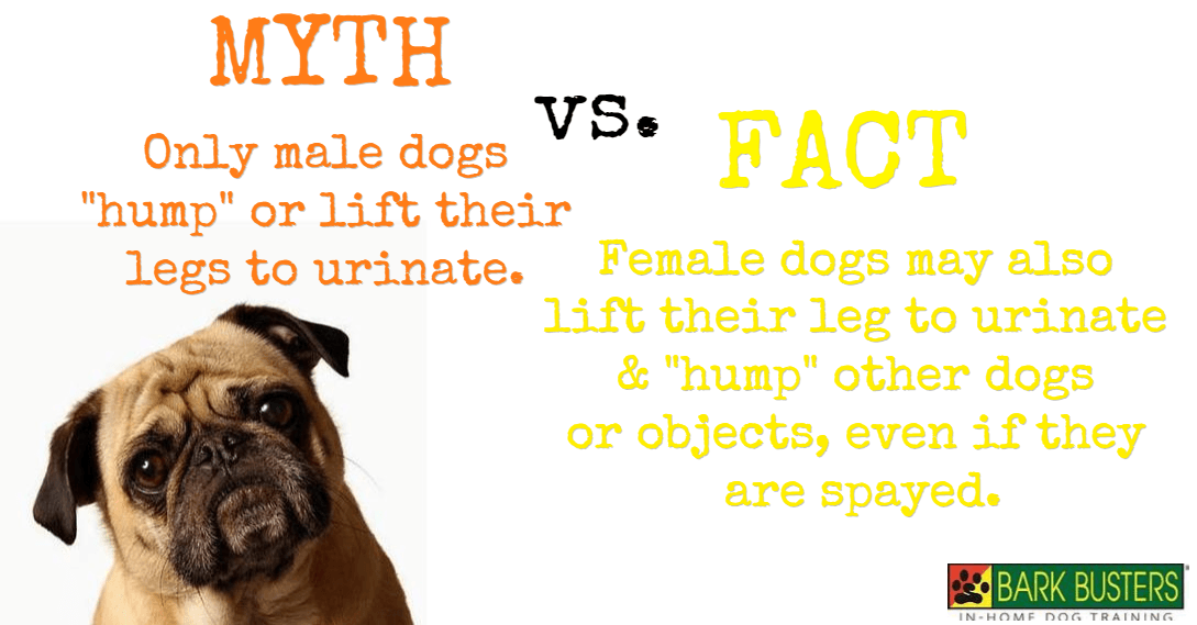 Do Female Dogs Lift Their Legs Urinate