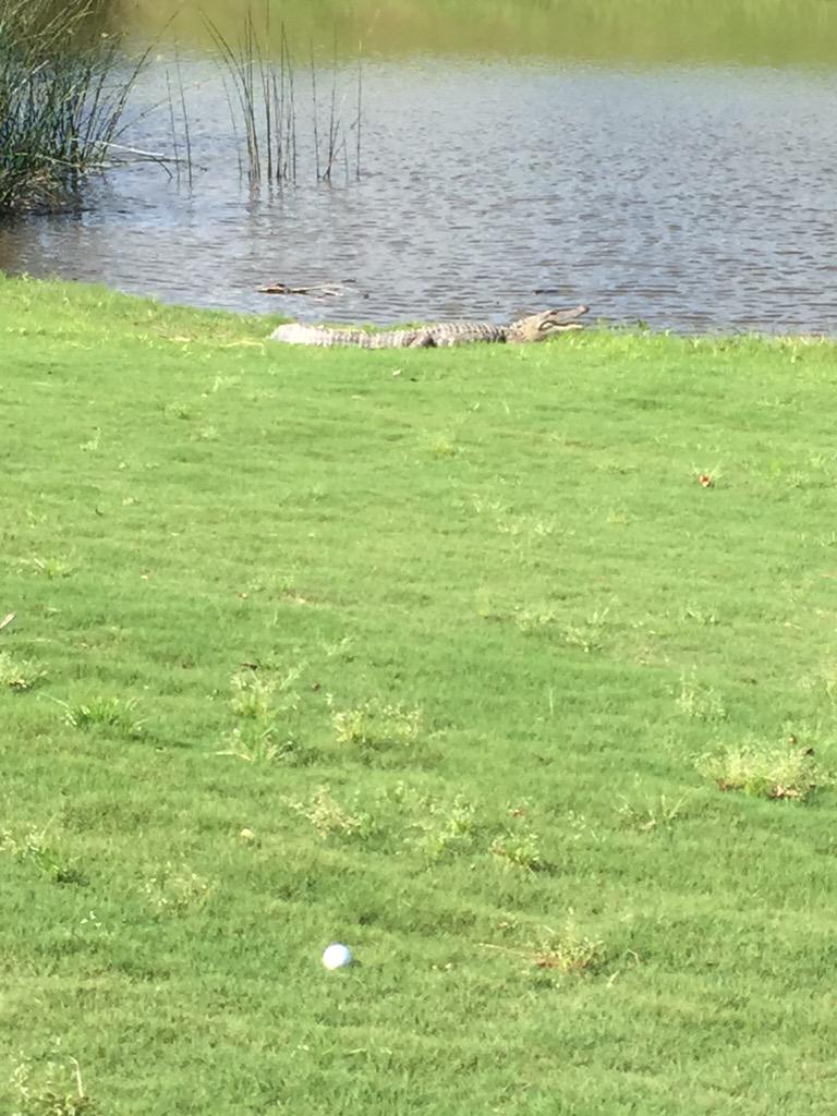 Nothing like gator golf <a href="/LAubergeLC/">L'Auberge Lake Charles</a>