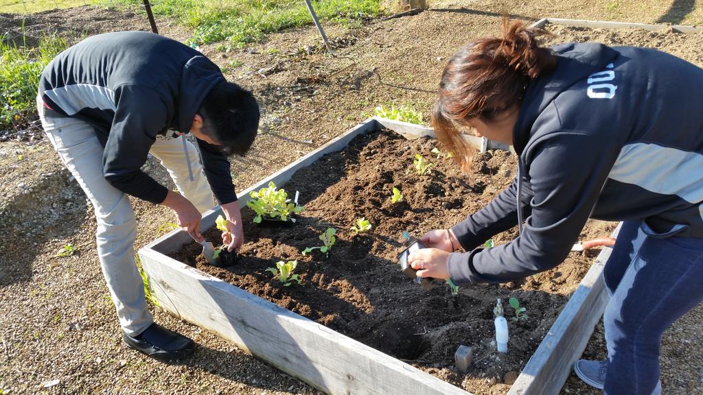 Cauliflower and lettuce