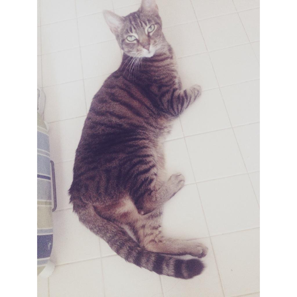 posimilkshake's tweet photo. i'm kind of obsessed with bubble baths (and someone else is too) 💗🐱 http://t.co/rgts6TFuYI