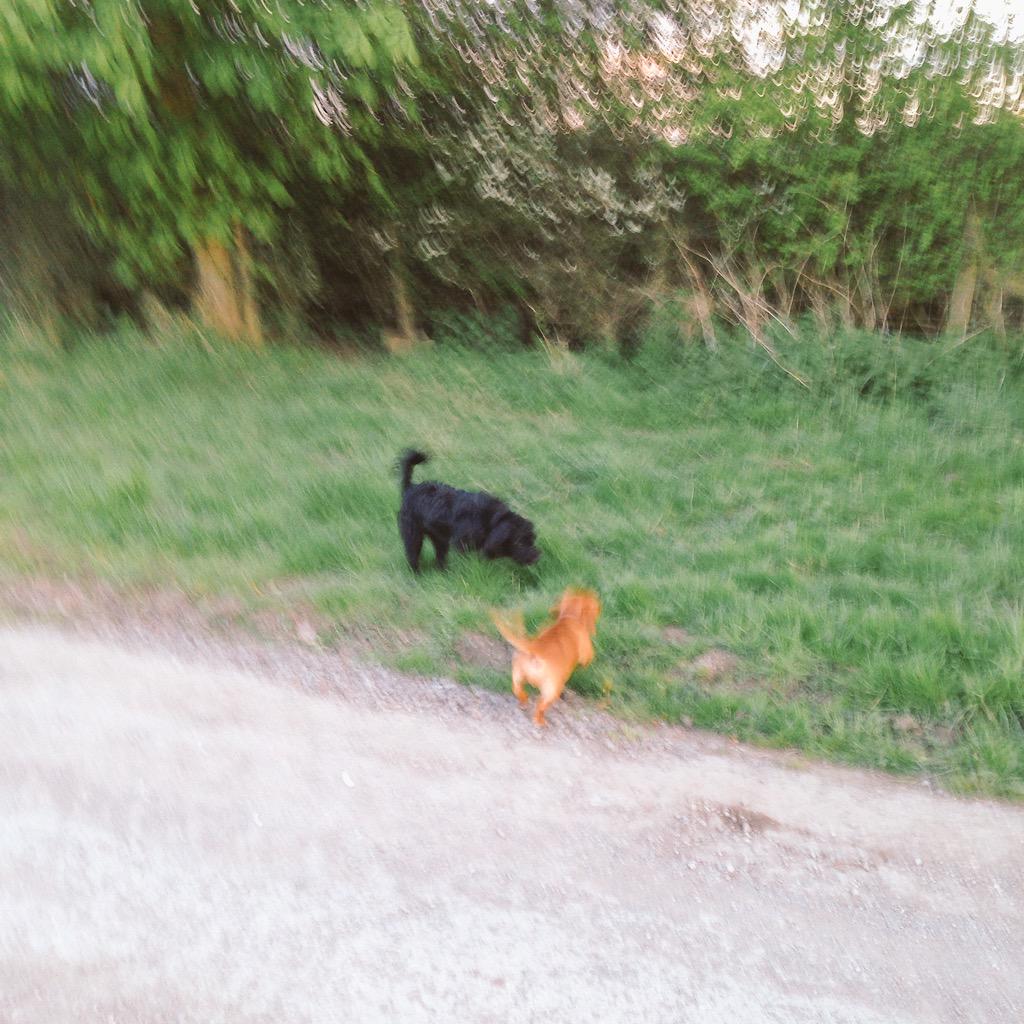 Whatadogneeds tweet picture