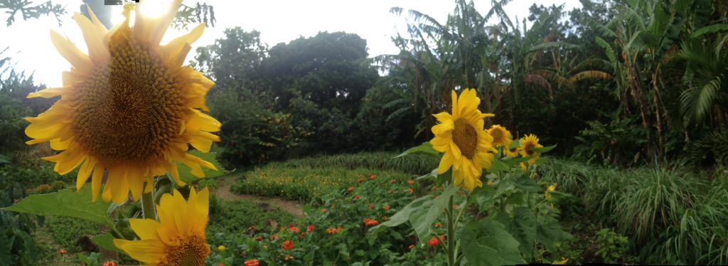 assistheather's tweet photo. Haleakua garden farm is a fabulous place for me to get my organics fresh off the farm http://t.co/o4Gz9hMRci