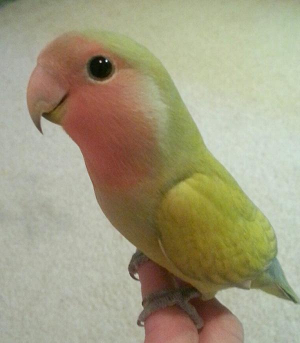 This looks like the friendliest bird in the world