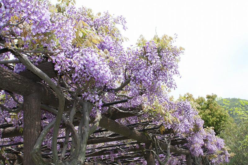 岡山県玉野市 公式 渋川藤まつり 現在 渋川で藤まつり開催中 ゴールデンウィーク 遊びに来てね 日時 5月5日 火 祝 10 00 16 00 場所 渋川公園 問合せ 玉野市観光協会 0863 21 3486 Http T Co Ucl3vesxsj Twitter 岡山県玉野市 公式 渋川藤まつり 現在 渋川で藤まつり開催中 ゴールデンウィーク 遊びに来てね 日時 5月5日 火 祝 10 00 16 00 場所 渋川公園 問合せ 玉野市観光協会 0863 21 3486 Http T Co Ucl3vesxsj Twitter