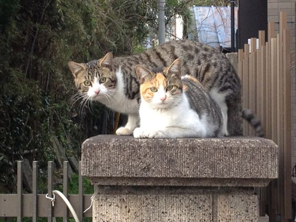 catlover tweet media