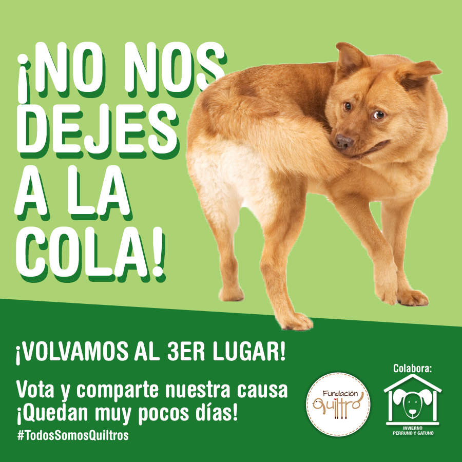 InviernoPyG's tweet photo. Tu Voto Vale! Vota por @fund_quiltro y ayuda a los animales de la V región http://t.co/pDHY2fWHqF RT! @jananeme http://t.co/ZXCh9GJkXc