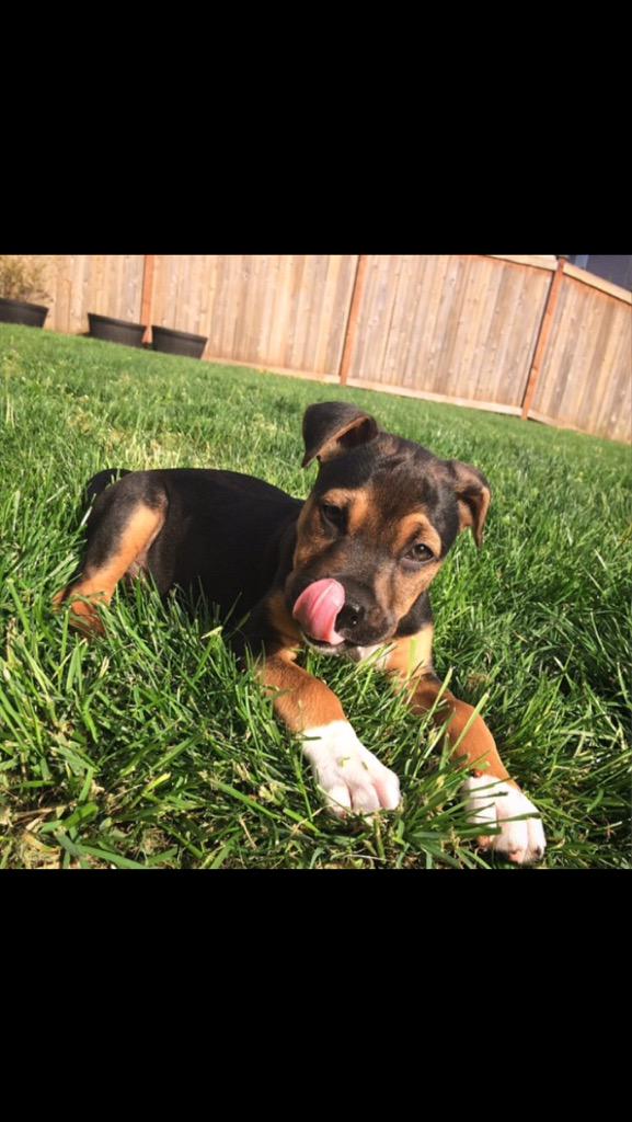 madisonschiell6's tweet image. Guys Diesel had his own Twitter and Instagram ! @DieselSchaefer