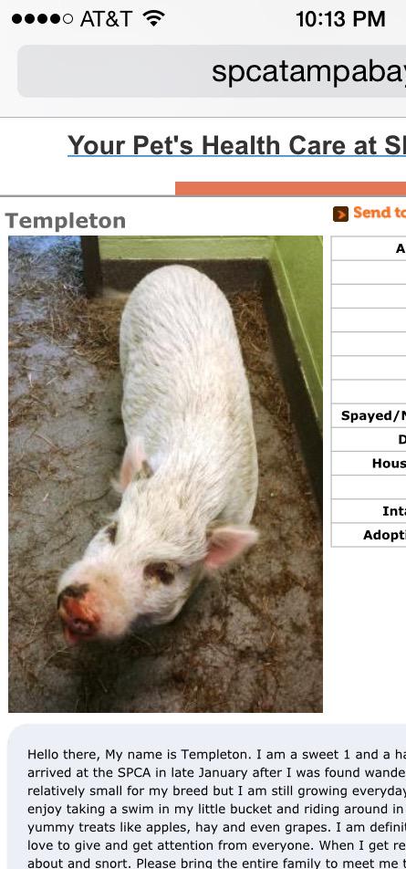 brttstar's tweet photo. Talked bons to let me adopt a new piggie http://t.co/hSiPbJIa2u