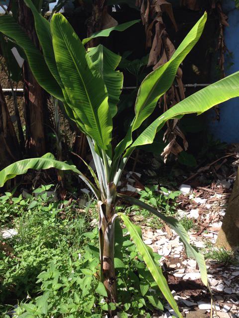 harkiky's tweet photo. Pohon pisang itu tumbuh dari tunas @JepretKebon #gr3attelkomsel http://t.co/0mV3AGM63v