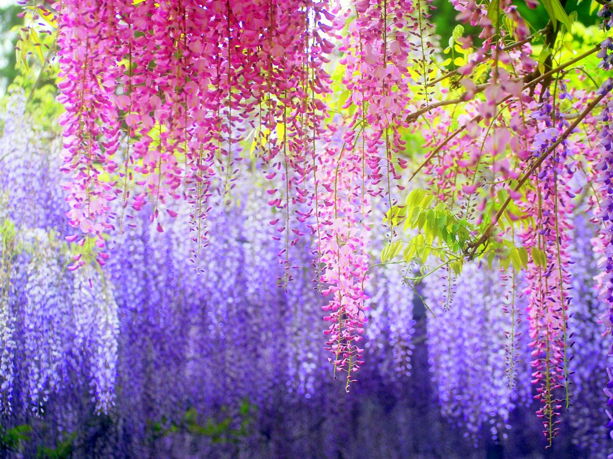 こだいら しょうへい 藤の花きれいだ Suizou 世界の絶景10選 日本の絶景31選 のトップに選ばれた 北九州 河内藤園 そろそろ見頃だそうです Http T Co 47h9hd6opz Twitter
