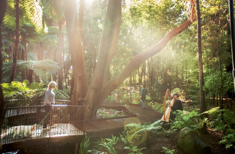 People enjoy the reopening of Fern Gully at the Royal Botanic Gardens #Melbourne Photo by <a href="/simonodwyer/">Simon O'Dwyer</a>