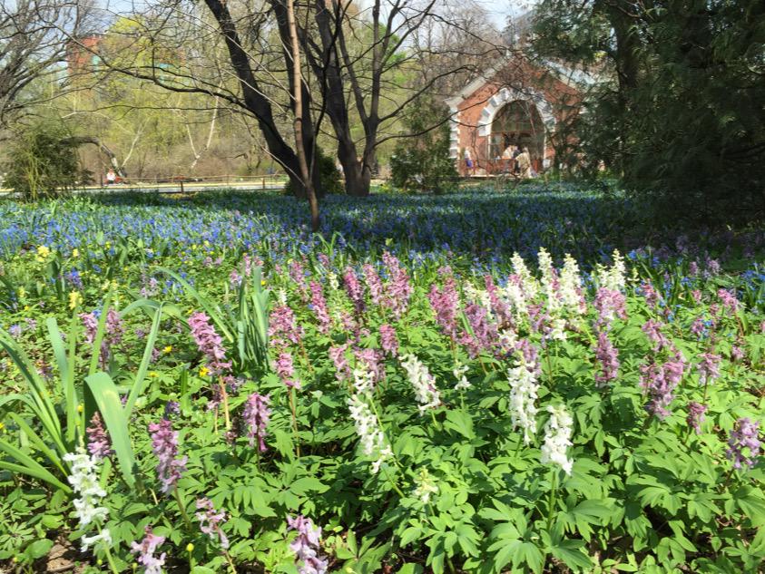 Хохлатка полая на фоне пролески сибирской в теневом саду. Corydalis cava and Scilla siberica in the Shadow Garden