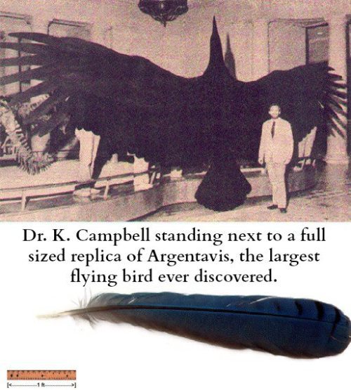 DoYouScience's tweet photo. The largest flying bird ever discovered: http://t.co/5NGDID2ry5