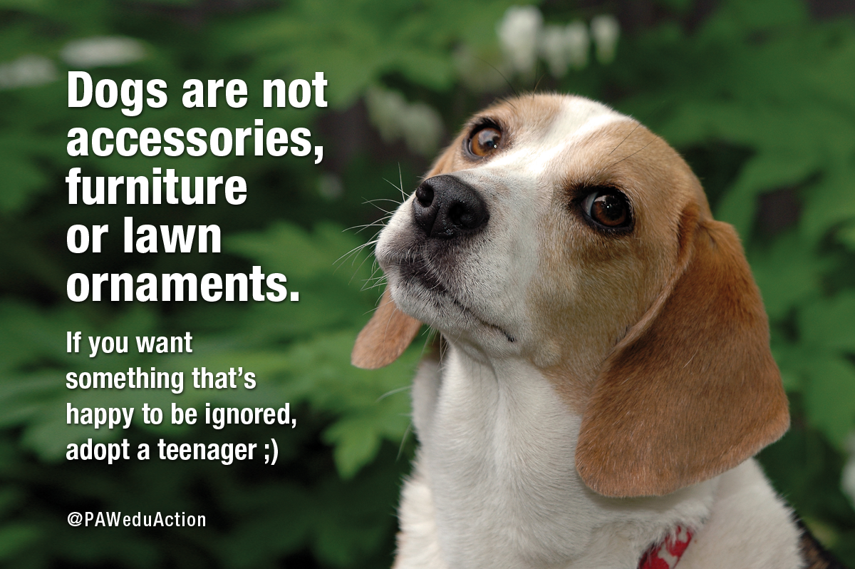 PAWeduAction's tweet photo. Don't get pets if you don't want to treat them like family! http://t.co/BQ5EORByUv