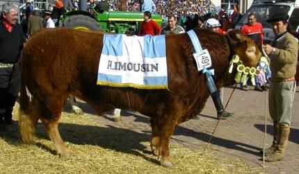 ¿Sabías q <a href="/LimousinARG/">Limousin Argentina</a> es una de las razas + eficientes en conversion de alimentos?  cc <a href="/mercolombres/">Mercedes Colombres</a>
