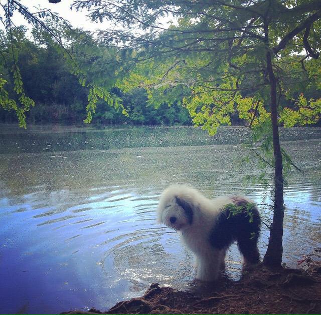dogwalkcardiff's tweet photo. Othello the big ol' bear taking a dip with us today. #ThirstyThursday #DogSitting #Cardiff http://t.co/QgFuhwYHpE