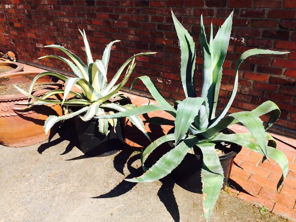 Agave have arrived... We have small versions on our #farmstand