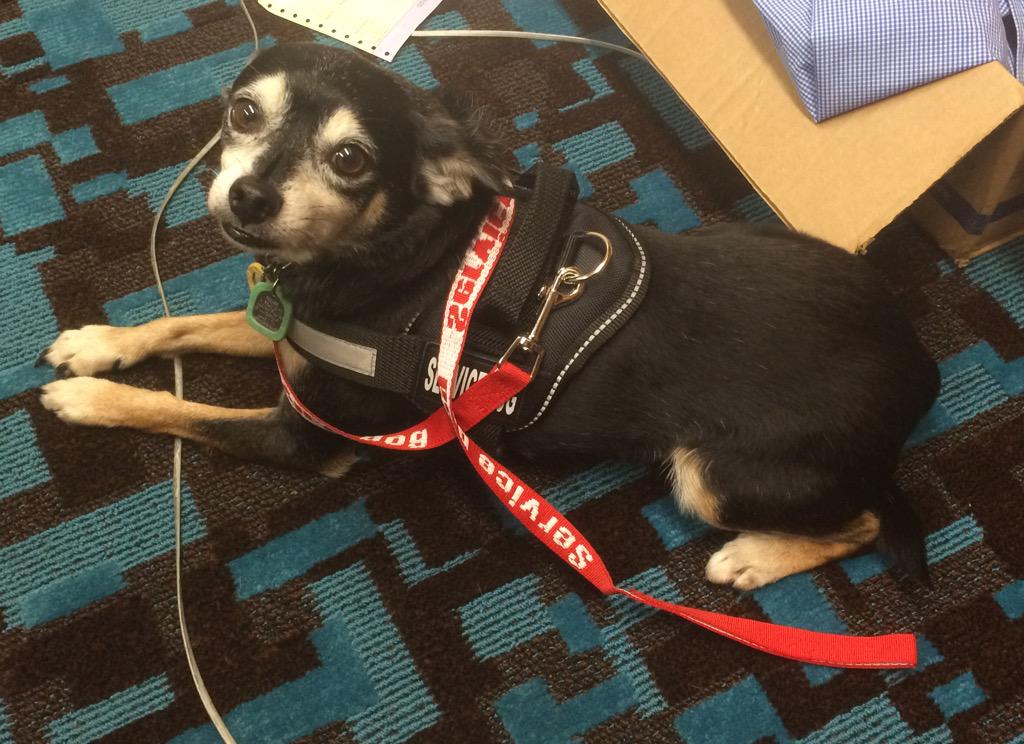 ReesesRuffRuff's tweet photo. I was hanging with @DwayneTPalmer at work the other day. He loves me and he needs me. I am the best dog ever! http://t.co/rF7vkPphF1