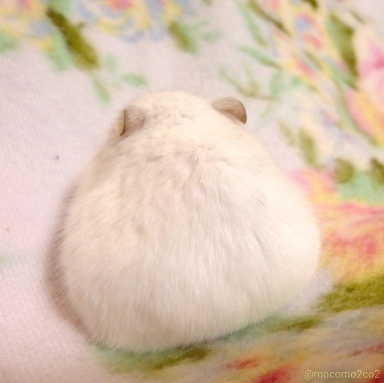 Ham0000113's tweet photo. おにぎりですか http://t.co/fheqLrAoVb