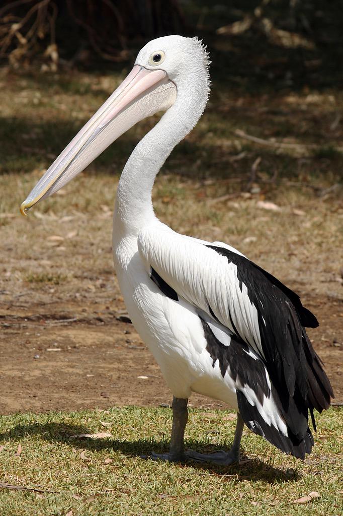 NBAKenner's tweet photo. @hoopshype #Thibodeau already looks like a #Pelican

#lookalike #NBA #Thibs #Bulls #Pels #NewOrleans #Chicago #Coach http://t.co/QHdDZ1GP5O