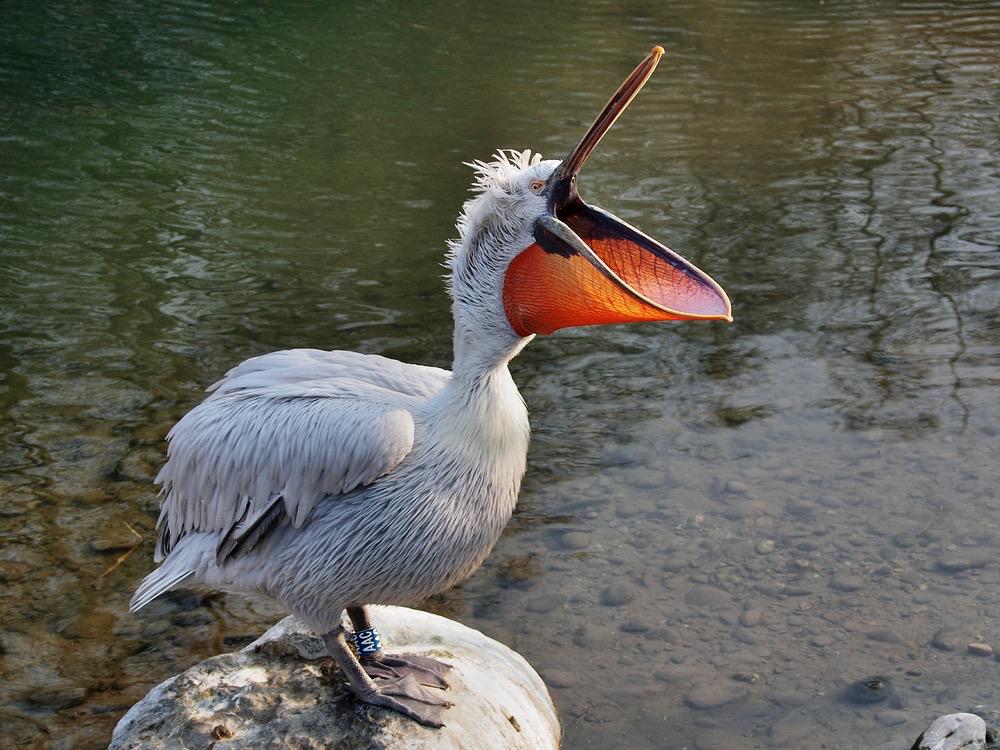NBAKenner's tweet photo. @hoopshype #Thibodeau already looks like a #Pelican

#lookalike #NBA #Thibs #Bulls #Pels #NewOrleans #Chicago #Coach http://t.co/QHdDZ1GP5O