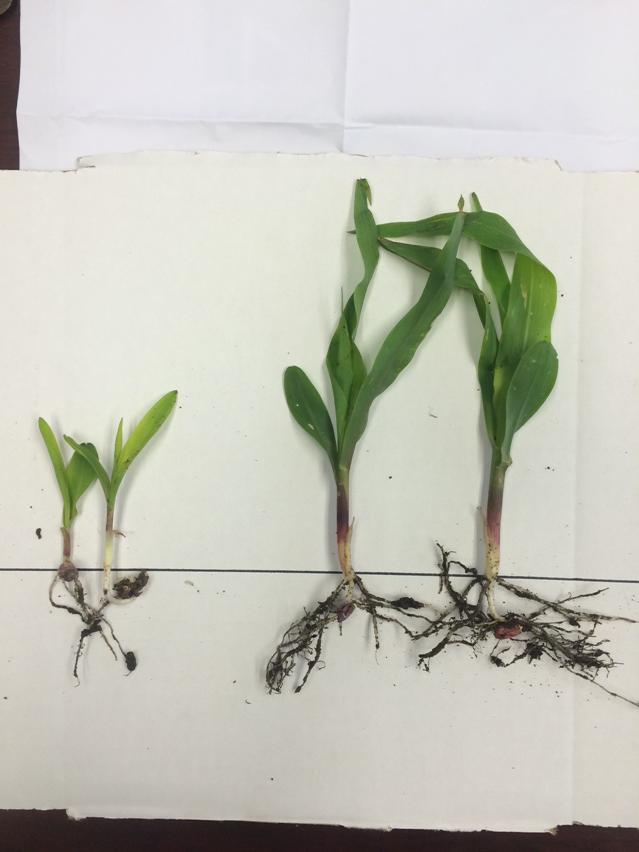 ryantdunsbergen's tweet photo. Residue mngmt is crucial. Plants on right planted 1.5 in. Plants on left 1 inch or less. 2 collars behind. Now weeds http://t.co/yNbHSacdSx