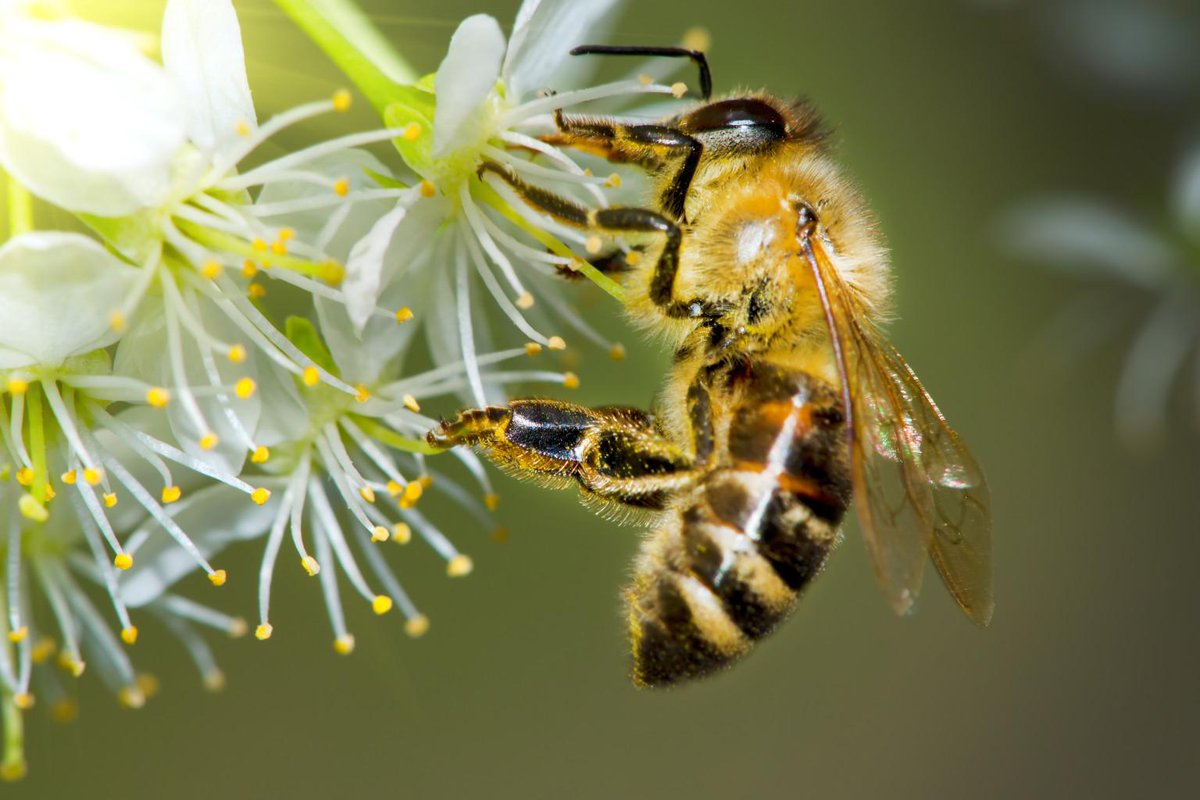 GROW2FEED's tweet photo. Honeybees Dying, Situation 'unheard of' http://t.co/y0AUBAZCqg @washingtonpost @justinwmmoyer! #FoodSecurity #Bees http://t.co/ezfFfJpk04