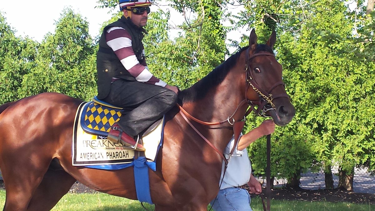 SportsCenter's tweet photo. Two days before the Preakness, American Pharoah is ready to run. http://t.co/8KDFFUgQJm