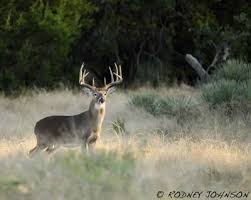 Who wants to go to Illinois for a white tail hunt during the heat of the rut!?!