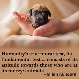ShelbyKStewart's tweet photo. Stand up for animals!
#BanTrophyHunting
#BanIvorySales
#yulindogmeatfestival
#taiji
#BanSealHunts
#NoUseForAbuse http://t.co/f1byl1tDLc