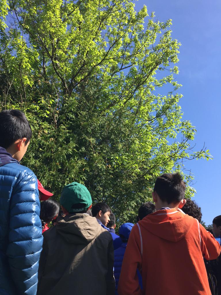 MsSunGr7's tweet photo. Cedar trees are a great source of vitamin C! #outdoorlearning @VivianORC http://t.co/pvzJ03gk7T