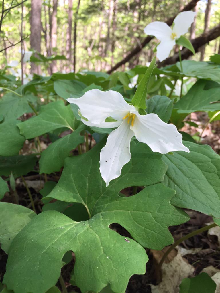 MsSunGr7's tweet photo. Love the trilliums from our hike @VivianORC #outdoorlearning http://t.co/WNnzBYwBj4