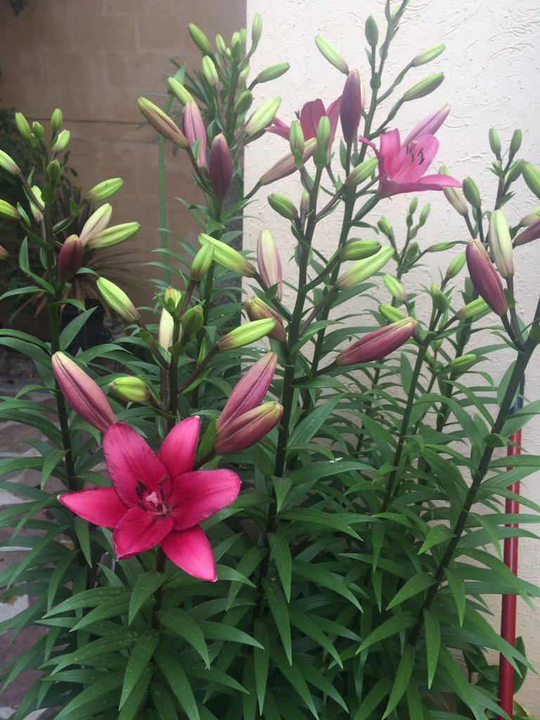 SoyMikeZazueta's tweet photo. Ya abrió otra 🌷😘 que hermosas http://t.co/gHHwK7mcR4