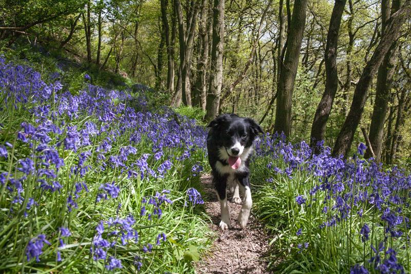 Clough Wood nr Winster this week. Perfect time of year to do walk 4, central area, walkthepeakdistrict.co.uk