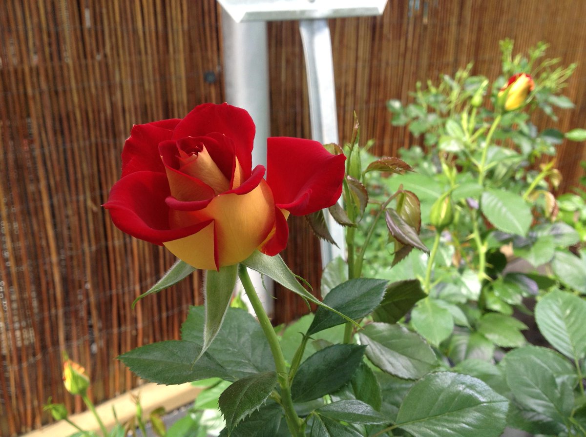 The Ketchup &amp; Mustard rose is blooming. Seriously, that's the name of the rose! #aRoseByAnyOtherName
