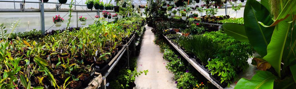 Morrison_Center's tweet image. Visit our #greenhouse today &amp;amp; tomorrow for our #PlantSale! #Orchids, #succulents, #annuals &amp;amp; more, for a good cause!