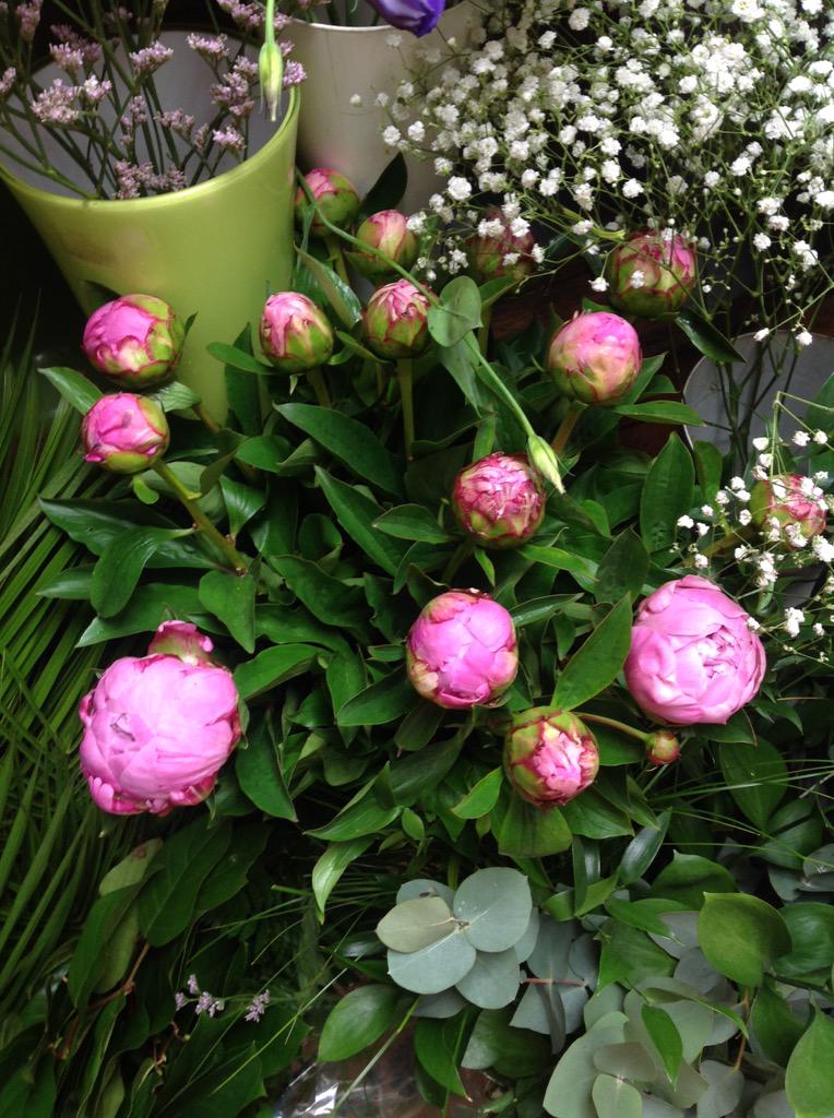StudleyFlorist's tweet photo. Summer is nearly here... #Peonies #flowers http://t.co/dcm6lm0WRU