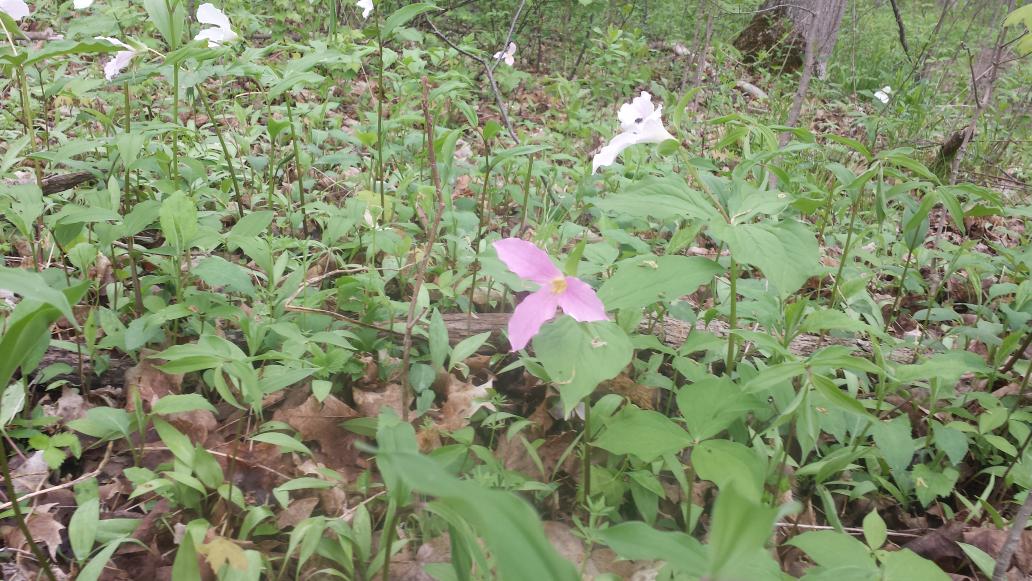 AthleticEq's tweet photo. Also I did not know trilliums could be pink or brushed pink! #HikeThings http://t.co/UtN0Z2ywmf