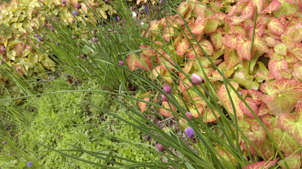 Spotted on campus a giant crop of chives. Anyone got any scissors? #foragedfood <a href="/EatGreenUK/">Eat Green (UK)</a>