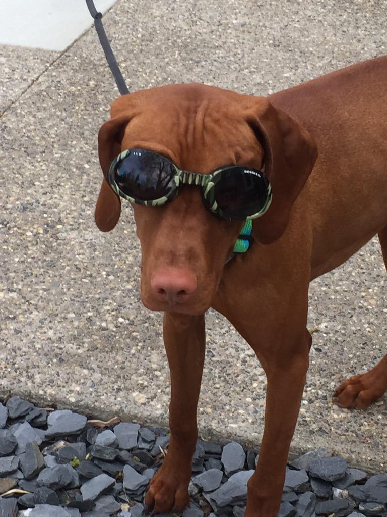 STEFANIERYAN12's tweet photo. #doggles #vizslalove http://t.co/pMXLXwjPlL