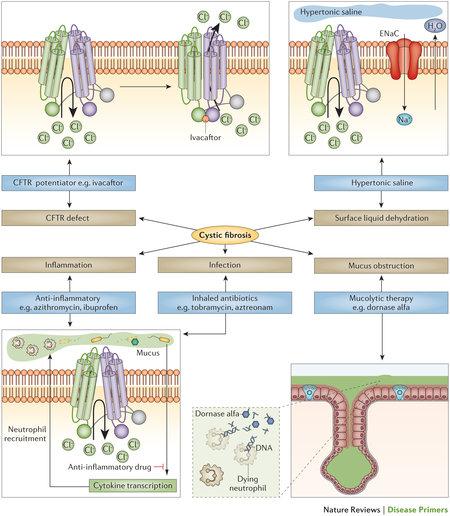 DiseasePrimers's tweet image. Currently available therapies to treat patients with #CysticFibrosis. go.nature.com/GxniD8 #CFmonth #CFawareness