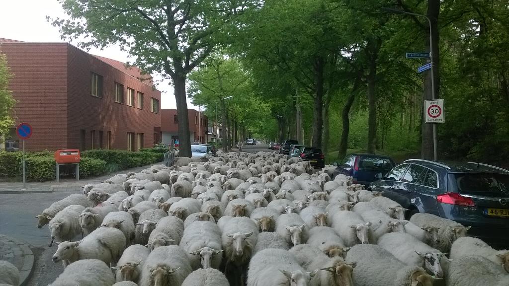 BartWillers's tweet photo. Dag #Driehuizen @gem_Nijmegen einde voorjaarsbegrazing bloemrijk grasland @groenesteden #schapenbegrazing... http://t.co/BHRUXSpBa5