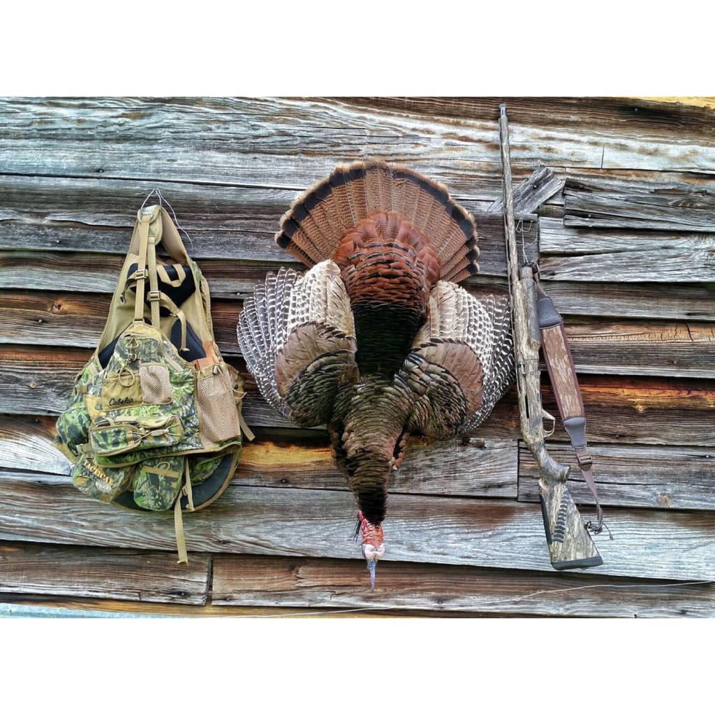 OpenOutdoors_'s tweet photo. Time to hang up the turkey gear at home in the Carolinas. Another season in the books.
#OpenOutdoors #TurkeySeason http://t.co/I6GGiEiZsT