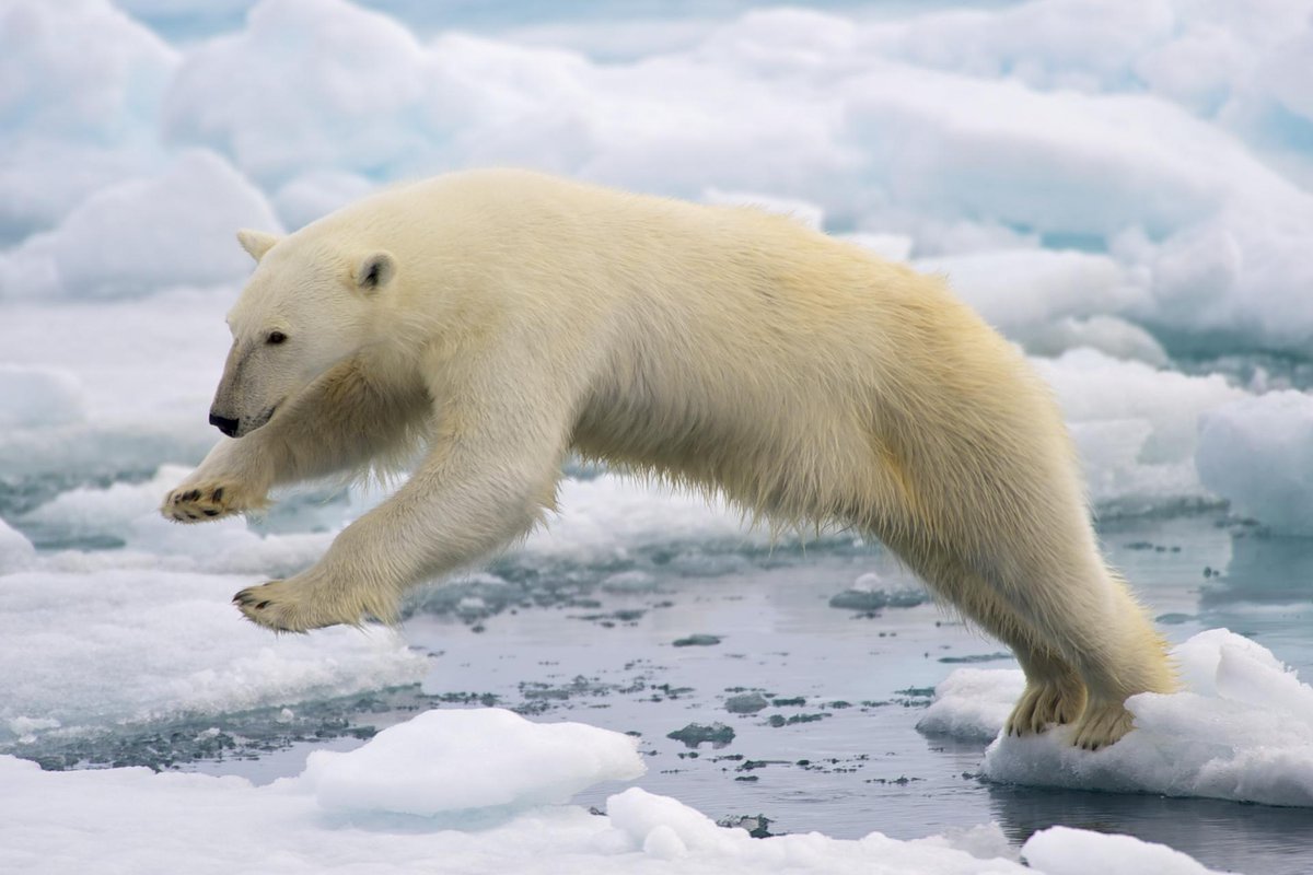 protectpolar's tweet photo. LETS SAVE THESE ADORABLE CREATURES NOW OR MOST LIKELY OUR KIDS WONT KNOW  WHAT A POLAR BEAR IS CAUSE THEY"LL BE GONE http://t.co/uyPMYBwcZk
