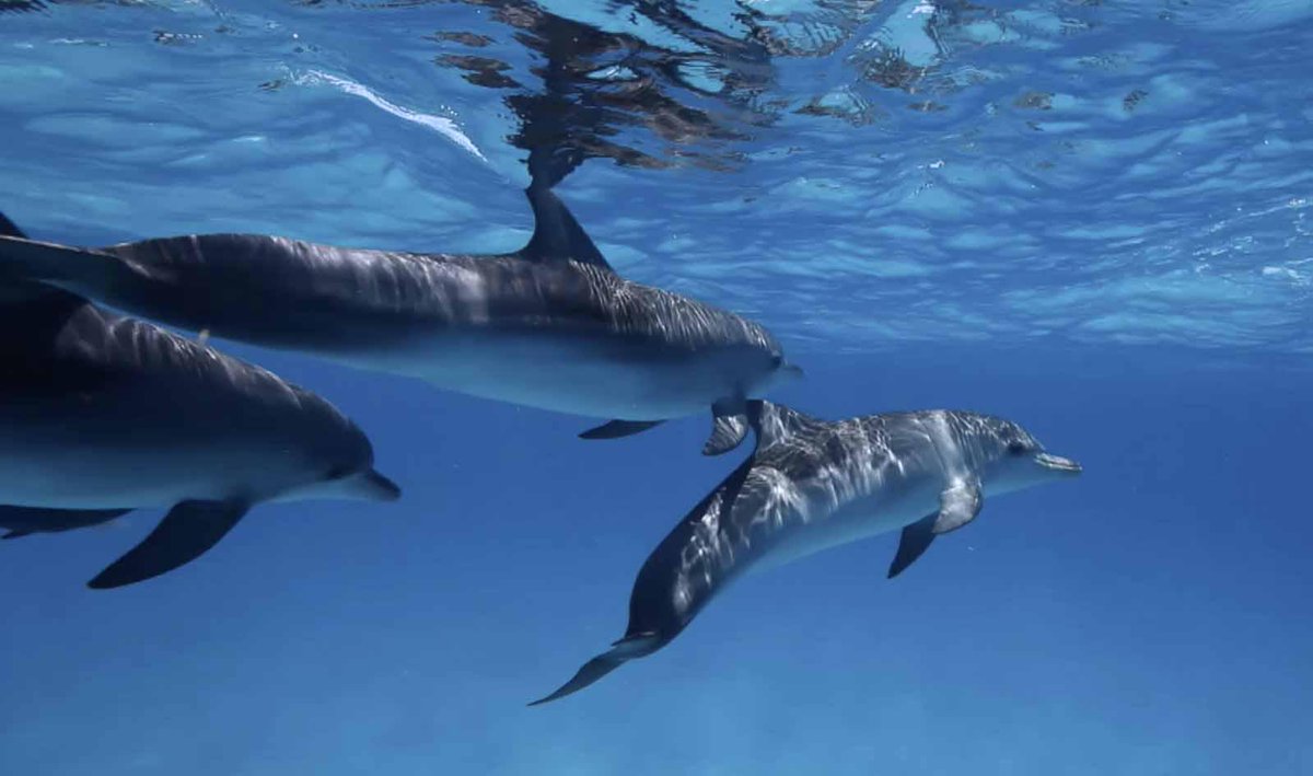 NatGeoEsp's tweet photo. La #inteligencia del #delfín (vídeo) #delfines #etología  http://t.co/3L1hrWASwy http://t.co/PCzYDN62mV