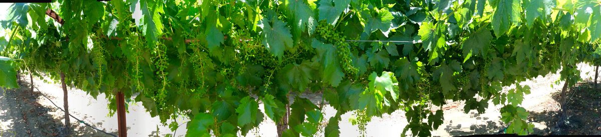 marc_suderman's tweet photo. #SelmaPete #grapes growing well; #fertigate w/ K&Ca now; #iFertilize @SunMaidRaisins http://t.co/9toSGAotle
