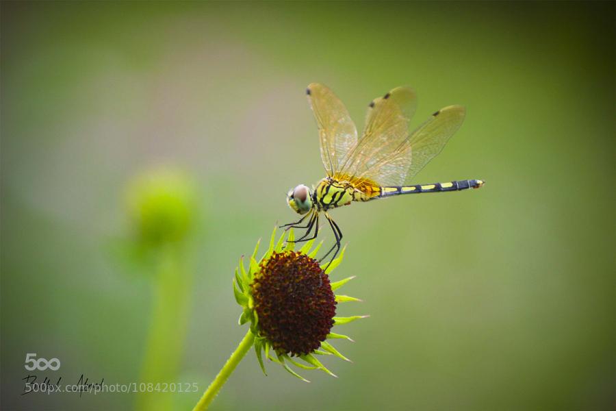Team_Viken's tweet photo. Dragonfly by Mr_B_Photography #Photography #Nature http://t.co/jYUxUqdIXn