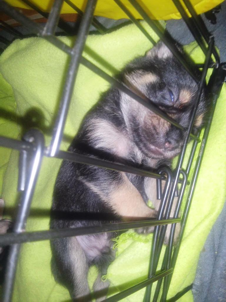 StonerAsylum's tweet photo. Monster says "I cant be bothered for #MedicatedMadness today" #ifdogscouldtalk http://t.co/oT9eCBldUp